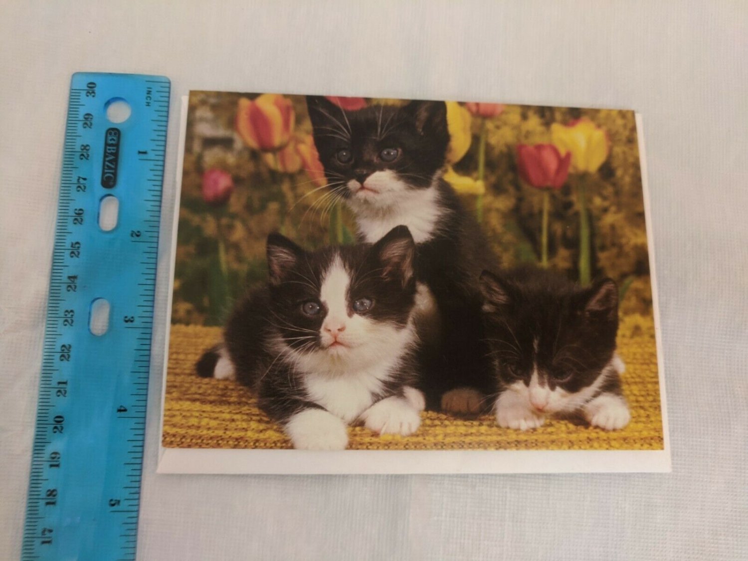 Blank Note Card Black Kittens & Tulips Photo by Robert Maier/AnimalsAnimals