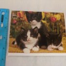Blank Note Card Black Kittens & Tulips Photo by Robert Maier/AnimalsAnimals