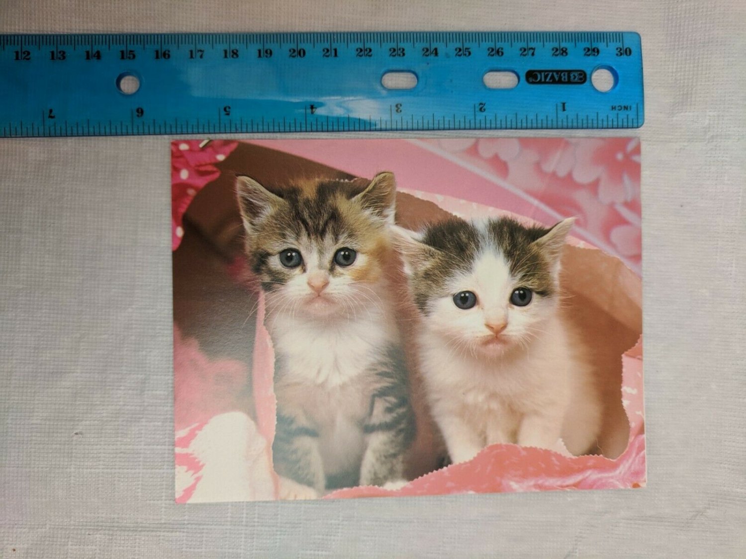 Blank Note Card Kittens in Pink Bag It's In the Bag A. Matoba Photo