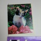 Current Inc Cuddly Kittens Blank Note Card C. Place Photo Calico Kitten