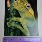 Sierra Club Blank Note Card Frog Hyla punctata Gail Shumway Photo