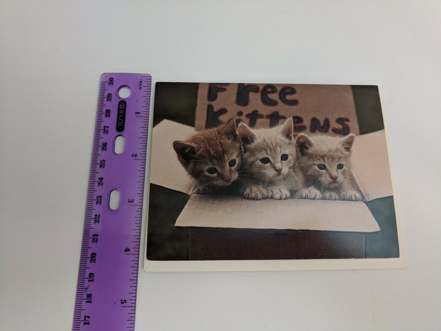 Current Inc Cute n Sweet Kittens Free Box Betty Powell Photo Blank Greeting Card