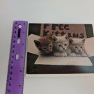 Current Inc Cute n Sweet Kittens Free Box Betty Powell Photo Blank Greeting Card
