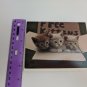 Current Inc Cute n Sweet Kittens Free Box Betty Powell Photo Blank Greeting Card
