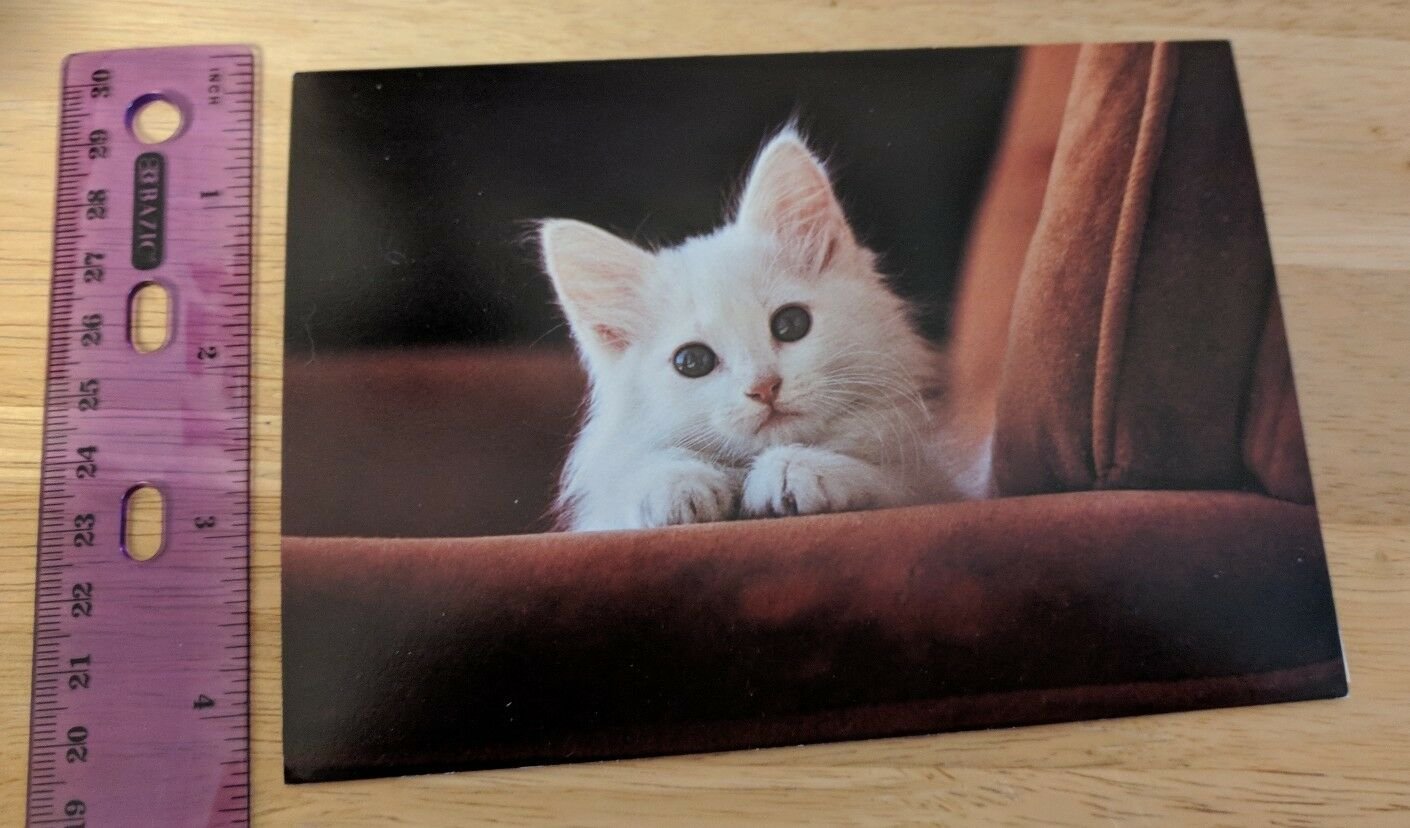 White Cat Kitten Blank Note Card Unused Vintage