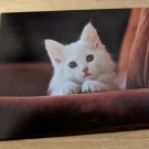 White Cat Kitten Blank Note Card Unused Vintage