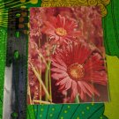 PVA Paralyzed Veterans Card Unused Cheeriest Thoughts, Red Flowers