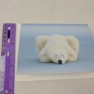 World Wildlife Fund WWF Polar Bear by Norbert Rosing Christmas Holiday Card