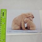 EDF Environmental Defense Fund Polar Bear Blank Greeting Card Unused