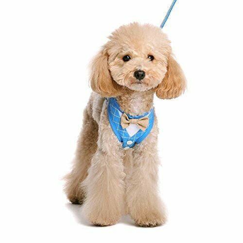 Dogo EasyGo Bowtie Harness - Blue