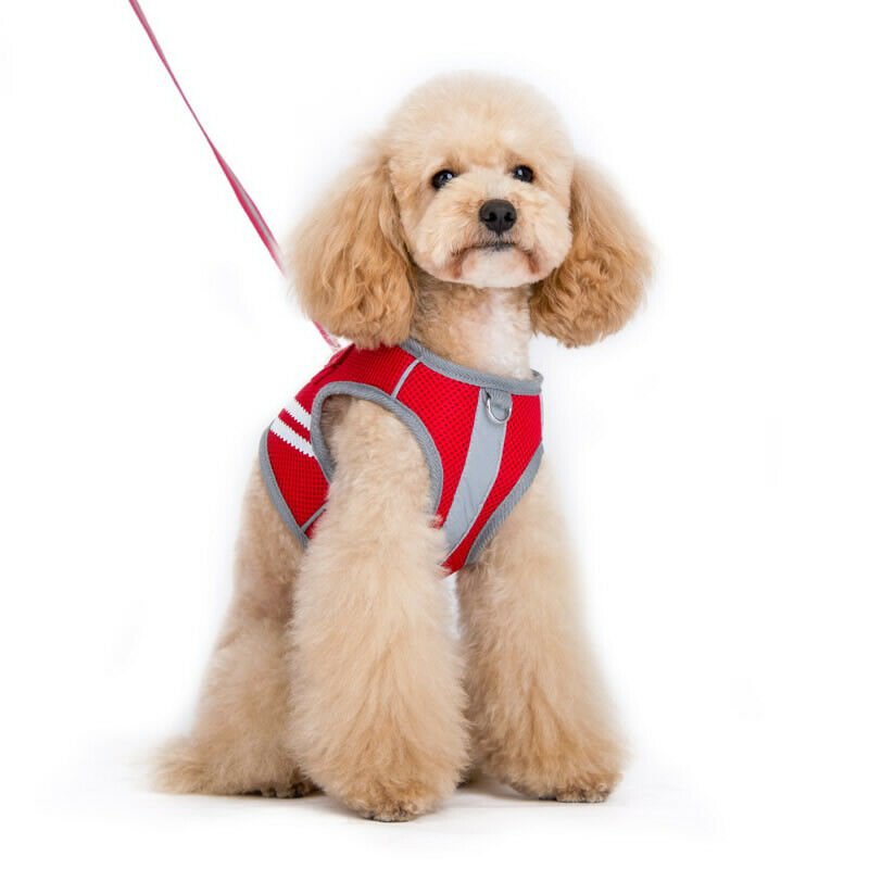 Dogo SnapGO Basic Harness - Red