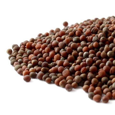 Broccoli Sprouting Seeds Organic - Brassica oleracea italica 1 lb(Starwest Bo...