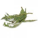 Western Red Cedar Tips Wildcrafted 1 LB