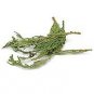 Western Red Cedar Tips Wildcrafted 1 LB