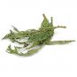Western Red Cedar Tips Wildcrafted 1 LB