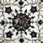 12"x12" White Marble Wall Floor Tile Black Inlay Floral Design Living Wall Decor