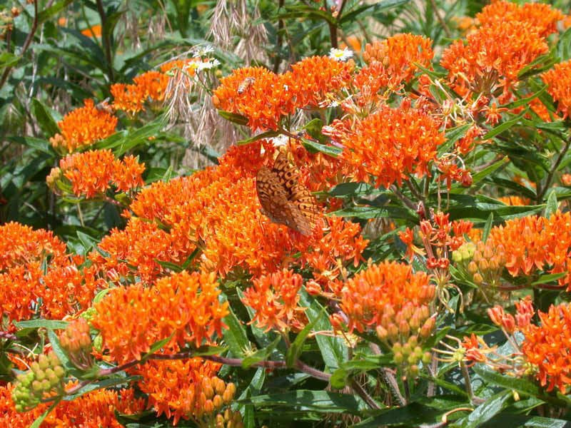 30 Orange Butterfly Milkweed Flower Seeds Asclepias tuberosa