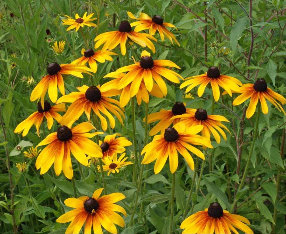 3000 Gloriosa Daisy Indian Summer Rudbeckia Hirta Flower Seeds