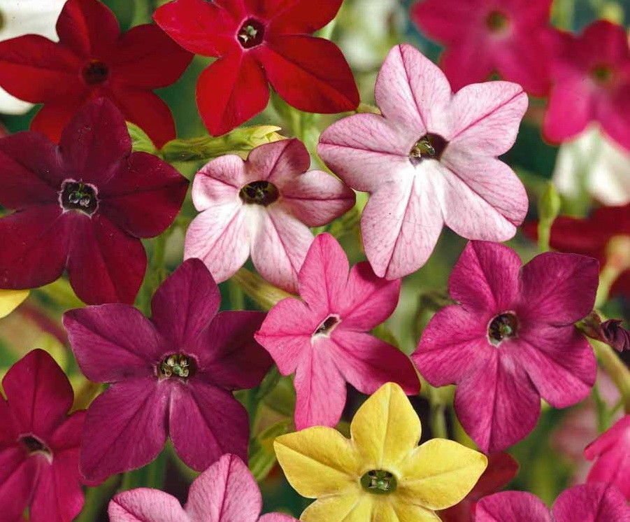 500 NICOTIANA Alata Flowering Tobacco Seeds Heirloom Sensation Mix