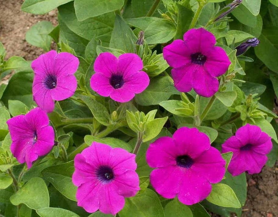 1000 Purple Petunia violacea Wild Petunia Flower Seeds