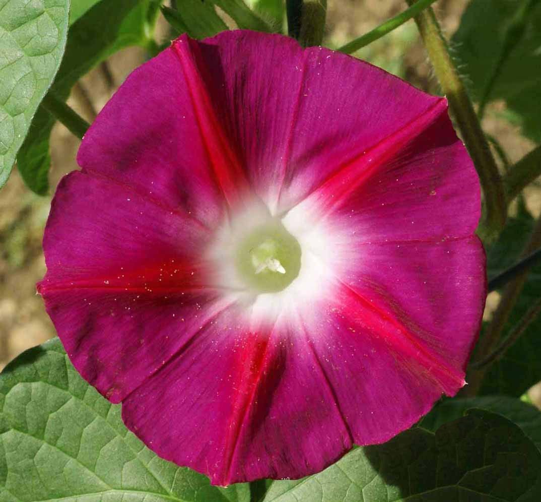 100 Morning Glory Scarlet O’Hara Flower Seeds Ipomoea nil