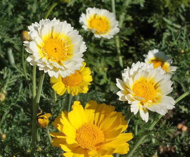 2000 GARLAND CROWN DAISY Chrysanthemum Flower Seeds