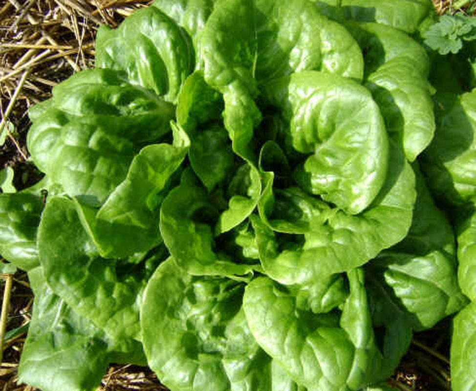 2000 Butterhead Buttercrunch Lettuce Seeds Lettuce Seeds w/ Gift