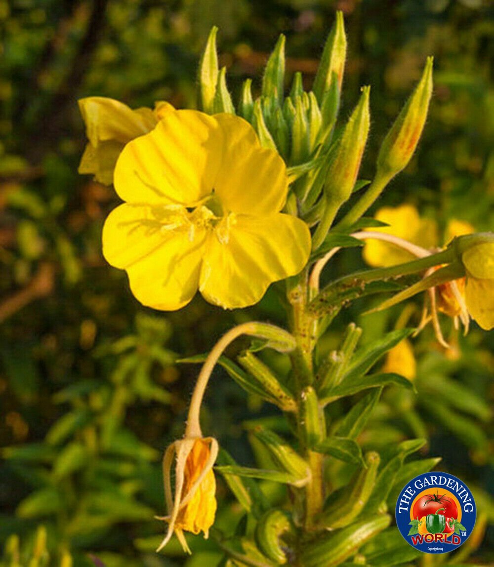 500 Evening Primrose Flower Seeds Oenothera biennis - Opens Before Your Eyes