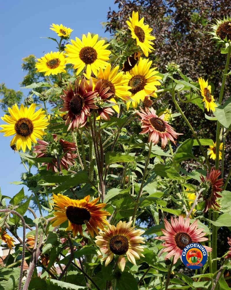 100 Autumn Beauty SUNFLOWER Seeds Helianthus annuus Deer Resistant