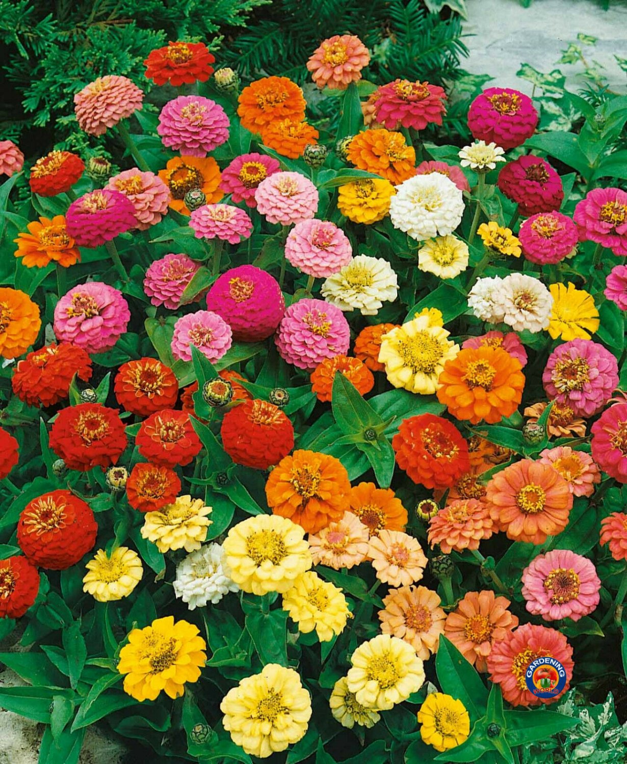 50 Zinnia Thumbelina Mix Flower Seeds FREE SHIPPING