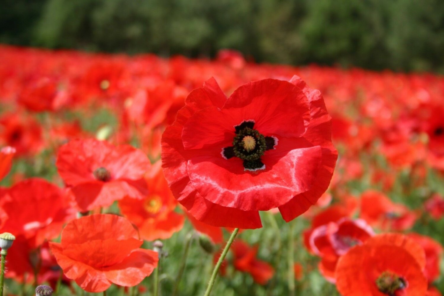 3000 Red Corn Poppy Flower Seeds Papaver rhoeas Great Pollinator