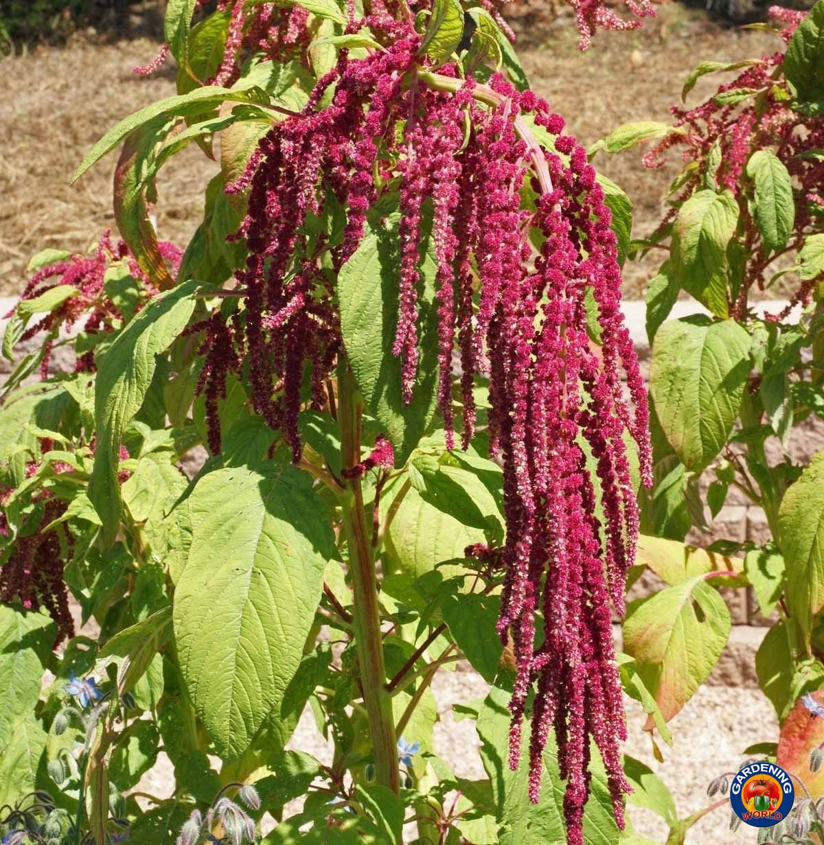 Амарант фото растения. Амарант хвостатый лавина. Амарант хвостатый (Amaranthus caudatus). A. caudatus Амарант. Амарант щирица огородный.