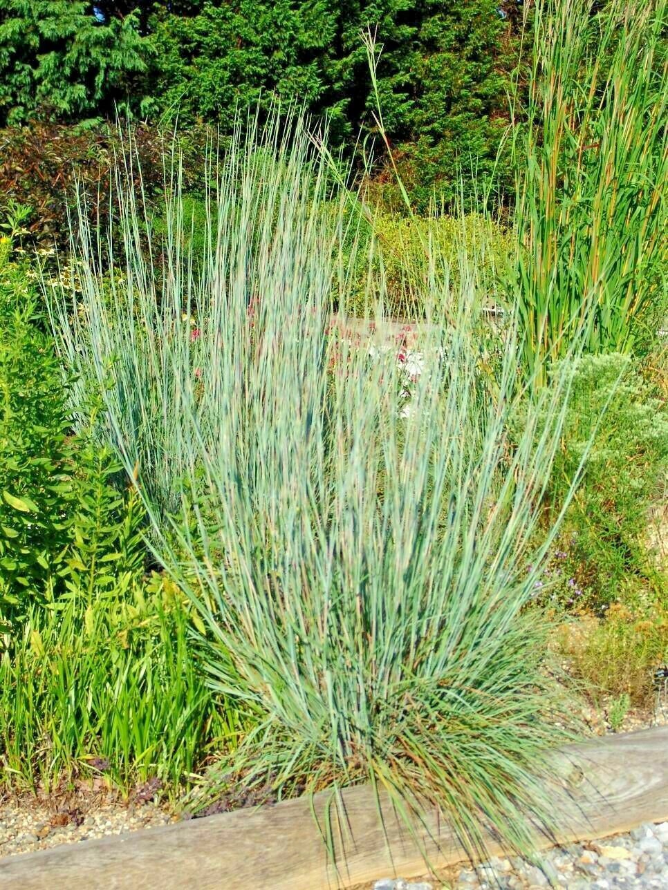 1000 Big Bluestem Seeds American Native Prairie Grass Andropogon gerardii