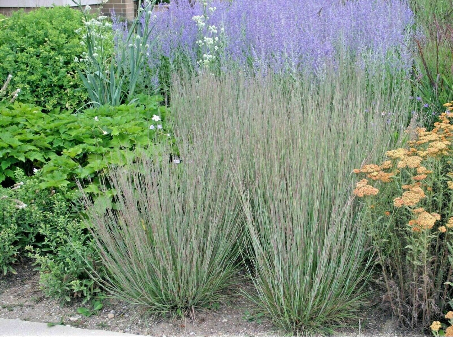 1000 Big Bluestem Seeds American Native Prairie Grass Andropogon gerardii