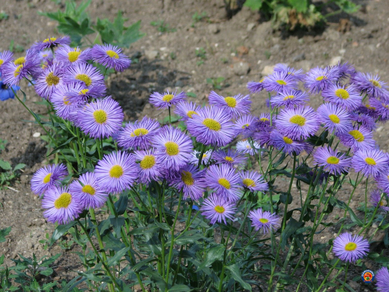 1000 FLEABANE DAISY Erigeron Speciosus Flower Seeds FREE SHIPPING