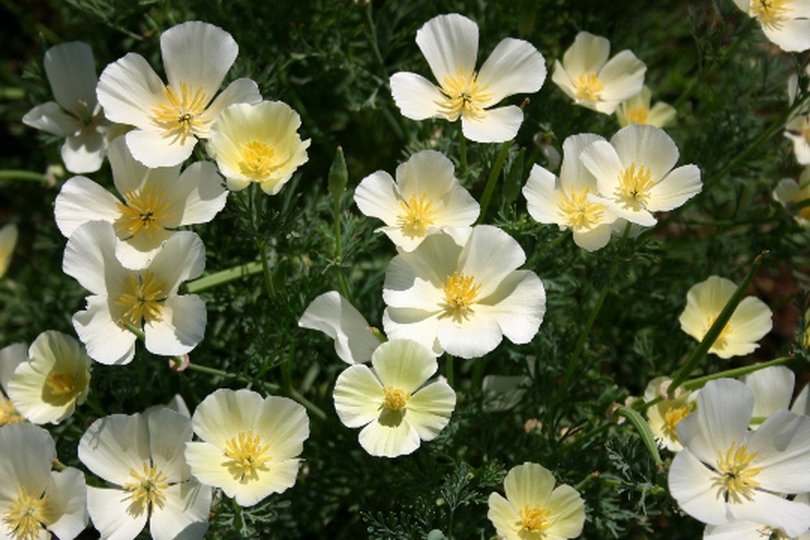 Eschscholzia californica эшшольция Калифорнийская