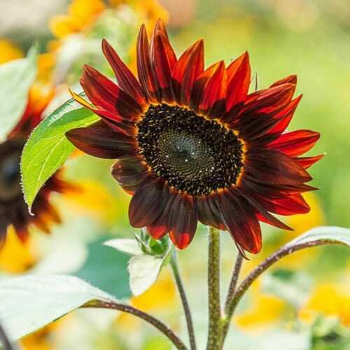 75 Sunflower ‘Rouge Royale’ Flower Seeds Helianthus annuus Red/Brown ...