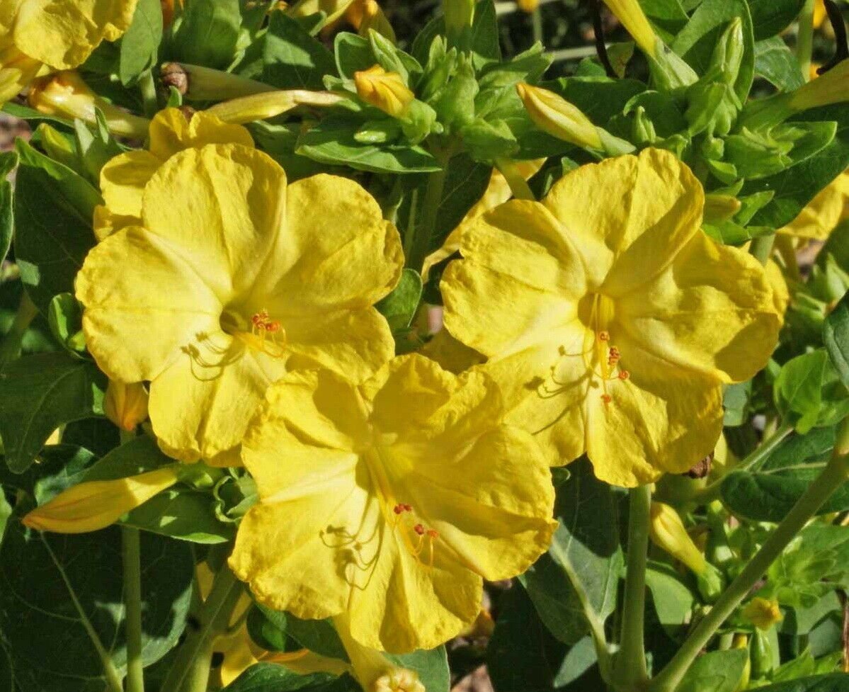 50 Yellow Four O’Clock Flower Seeds Mirabilis jalapa