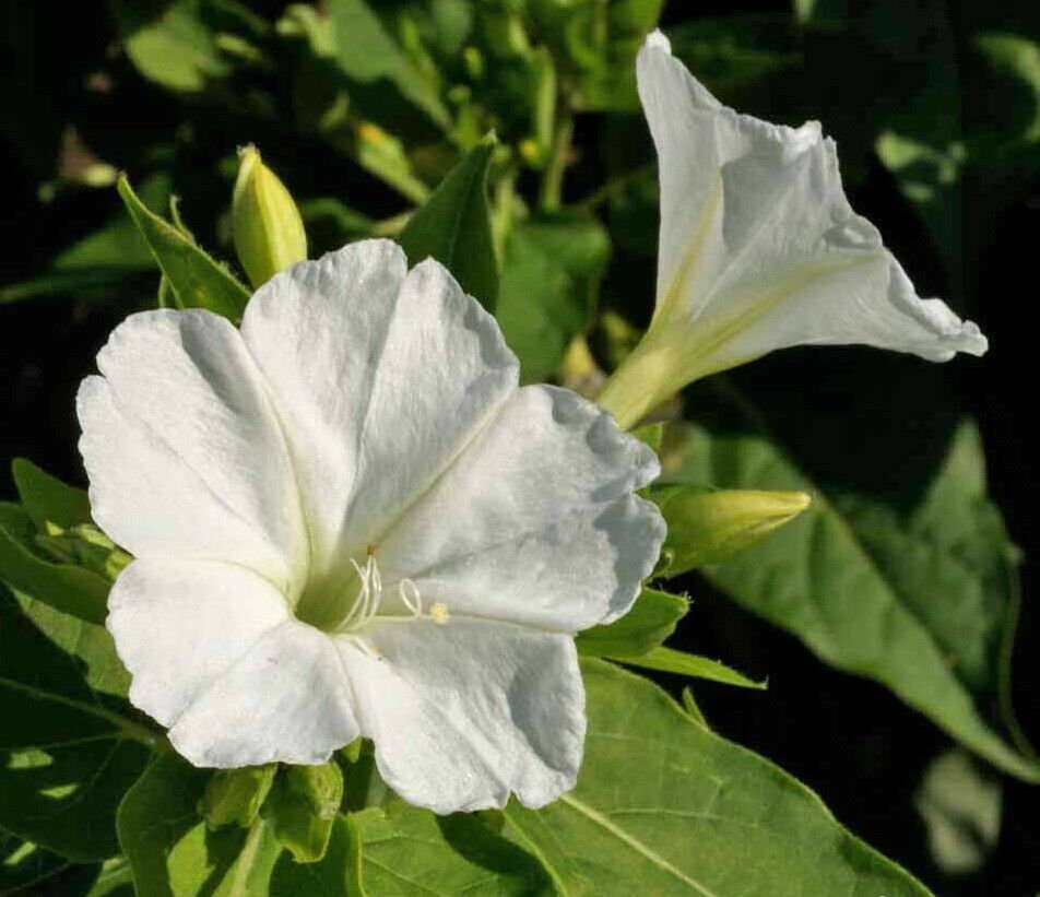 50 White Four O’Clock Flower Seeds Mirabilis jalapa