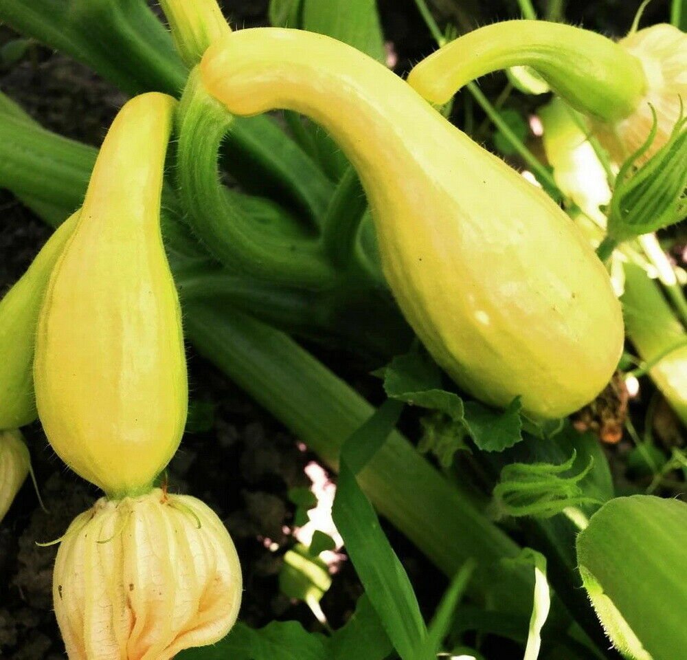 75 Early Summer Crookneck Summer Squash Seeds