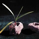 Lava Stone Planter