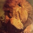 Vintage 1988 Lion Why Me ? Poster (22 x 34 inches) Closeup never previously displayed