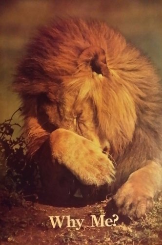 Vintage 1988 Lion Why Me ? Poster (22 x 34 inches) Closeup never previously displayed