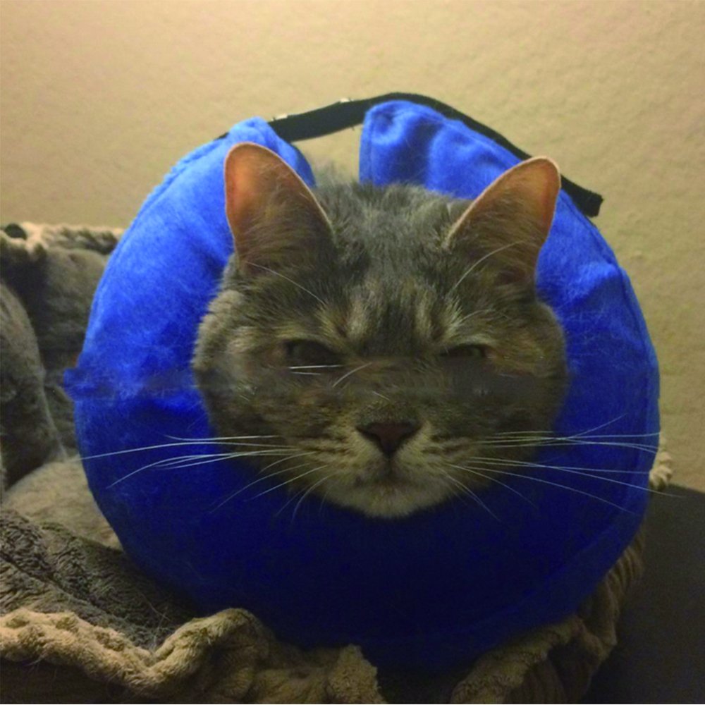 Pet Bite Proof Circle Elizabeth Circle Pet Head Cover Cat Dog Necklace Bite Proof Hairdressing