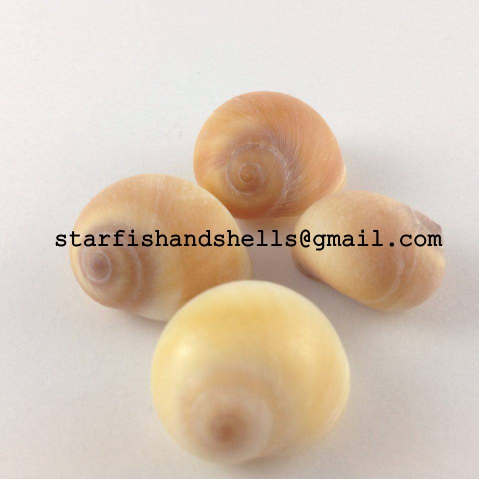 Natica Aurantia Seashells