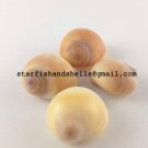 Natica Aurantia Seashells