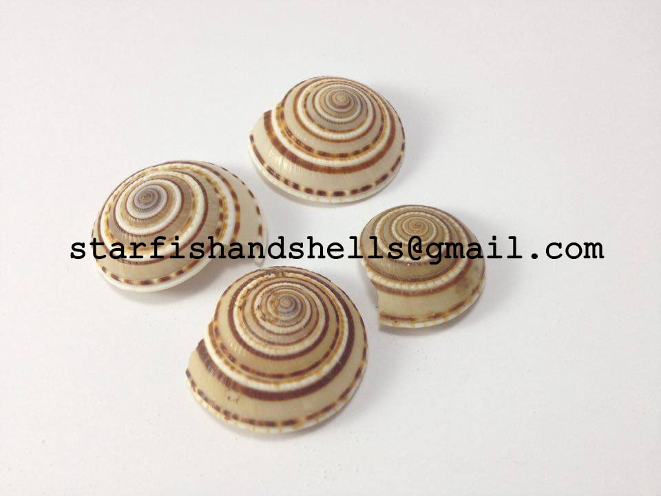 Architectonica Perspectiva Seashells