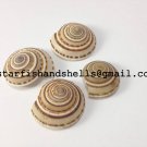 Architectonica Perspectiva Seashells