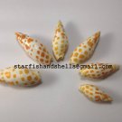 Seashell Mitre mitre
