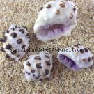 Seashells Drupa Morron